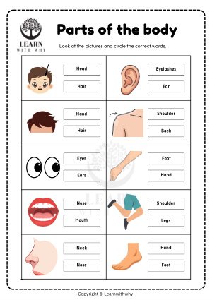 Body Parts 2 — circle the correct word worksheet preview