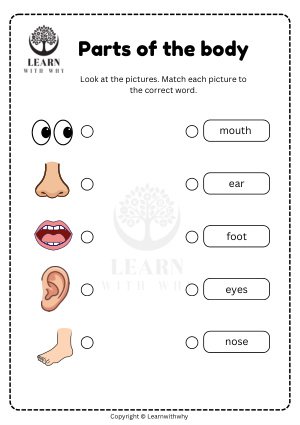 Body Parts 3 — match the picture to the word worksheet preview