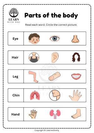 Body Parts 4 — read and circle the picture worksheet preview
