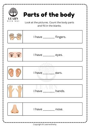Body Parts 5 — count the body parts worksheet preview
