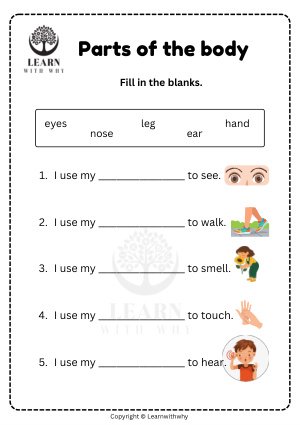 Body Parts 6 — I use my … to … worksheet preview