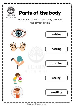 Body Parts 8 — match the body part to the action worksheet preview